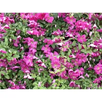 Pflanzen-für-dich.de Clematis viticella 'Margot Koster' 2L 40- 60