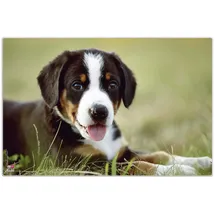 Veloflex Schreibtischunterlage Welpe Kunststoff 60,0 x 40,0 cm, 1 St.