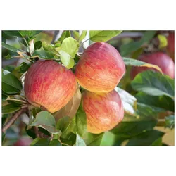 Malus 'Gala', Apfelbaum, 40 cm Stammhöhe