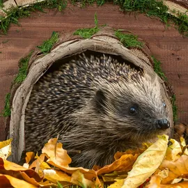 Relaxdays 10034423 Futter-/Wasserspender für Igel im Garten, wetterfest, Igelhotel HxBxT: 20 x 40 x 42 cm, Natur