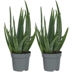 Plant in a Box Aloe Vera - Aloe barbadensis 2er Set Höhe 20-30cm