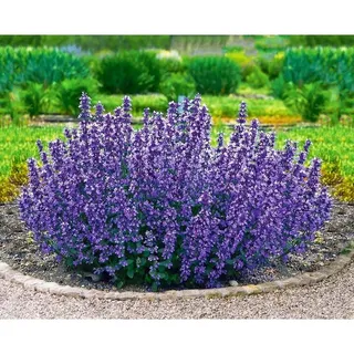 BALDUR Garten 2x Nepeta Cat's Pajamas, Pflanzen im 9x9 cm-Topf, Katzenminze, winterharte Staude, trockenresistent, mehrjährig, bienenfreundlich und schmetterlingsfreundlich, pflegeleicht, blühend