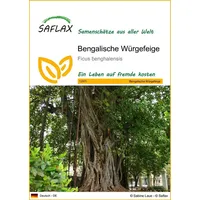 SAFLAX - Bengalische Würgefeige - 20 Samen - Ficus