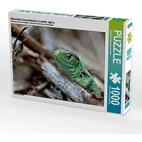 Calvendo Männliche Zauneidechse (Lacerta agilis) Puzzle