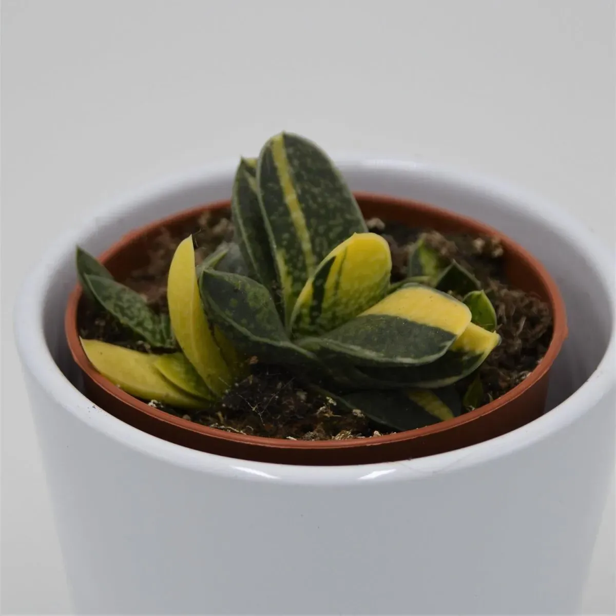 Gasteria bicolor f. variegata - 8,5cm