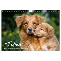 Calvendo Toller - Nova Scotia Duck Tolling Retriever (Wandkalender