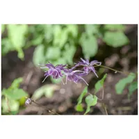Pflanzen Für Dich Epimedium grandiflorum 'Lilafee' Elfenblume, lila, ca.