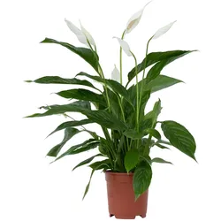 Plant in a Box Einblatt - Spathiphyllum Höhe 60-75cm