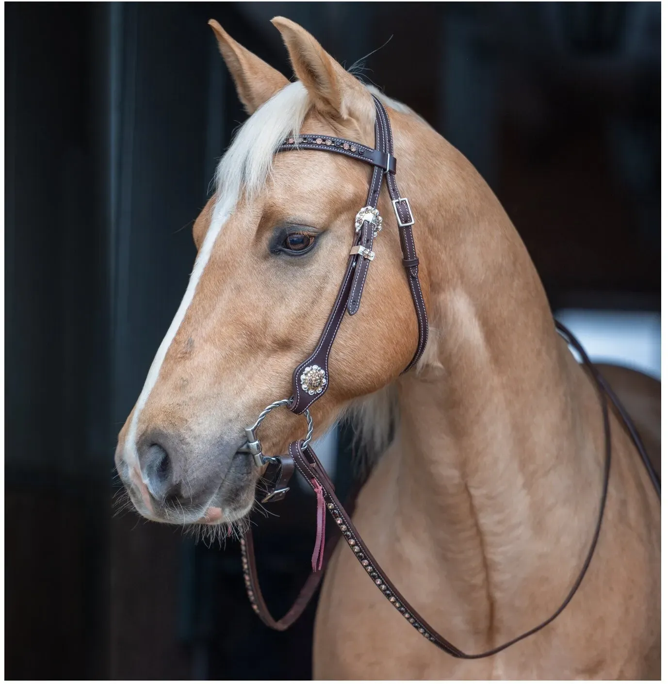 Passion 4Q Westerntrense dark brown Full