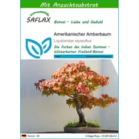 SAFLAX - Bonsai - Amerikanischer Amberbaum - 100 Samen
