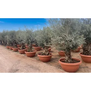 sunny-tree Olivenbaum im Dekotopf Olea Europaea Winterharte Olvenbaum Bonsai 200 cm 100 Jahre Alter Olivenbaum Fruchttragend