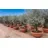sunny-tree Olivenbaum im Dekotopf Olea Europaea Winterharte Olvenbaum Bonsai 200 cm 100 Jahre Alter Olivenbaum Fruchttragend