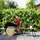 Outsunny Polyrattan Beistelltisch 90 x 50 x 45 cm Naturholz/Beige
