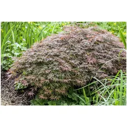 Acer palmatum 'Garnet', Japanischer Ahorn, tiefrot, 30–40 cm