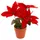Home Styling Collection Weihnachtsstern 15 x 22 x 13 cm Rot