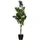 Europalms Steineibe, 90cm