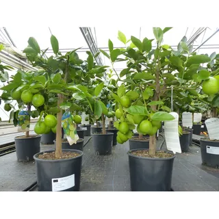 echte Caipi Limette Caipirinha Limettenbaum Citrus Lime 70 - 90 cm Zitruspflanze