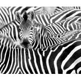 Rasch Textil Rasch Tapete 363616 - Fototapete auf Vlies mit Zebra Herde in Schwarz-Weiß - Kollektion African Queen III