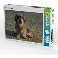 Calvendo Puzzle Zwergrauhaardackel 1000 Teile Lege-Größe 64 x 48