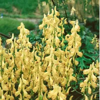 Pflanzen Für Dich Aconitum lycoctonum ssp.vulparia p 0,5