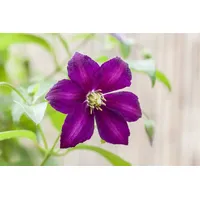 Pflanzen-für-dich.de Clematis viticella 'Royal Velours' Waldrebe 60–100 cm
