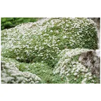 Pflanzen Für Dich Paronychia kapela ssp. serpyllifolia, Silberkraut, ca.