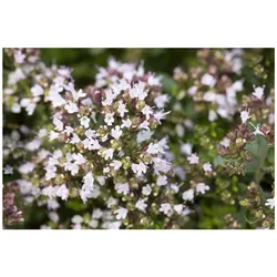 Origanum vulgare 'Compactum', Oregano, aromatisch, ca. 9x9 cm Topf