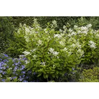 Pflanzen Für Dich Hydrangea paniculata 'Wim's Red', Rispenhortensie, rot-weiß,
