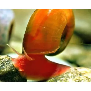 Garnelio - Rainbow Posthornschnecke - 5 St - Planorbella duryi duryi