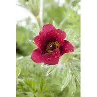 Pflanzen Für Dich Pulsatilla vulgaris, Küchenschelle, ca. 9x9 cm