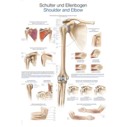 Lehrtafel Schulter und Ellenbogen 50x70cm