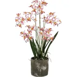 Künstliche Orchidee - Han | 59 cm
