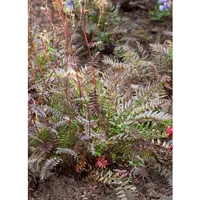 Pflanzen Für Dich Polemonium yezoense 'Purple Rain', gen. p