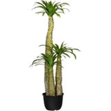 Creativ green Künstliche Zimmerpflanze »Madagaskarpalme Pachypodium«, grün