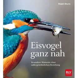 Eisvogel ganz nah