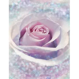 KOMAR Fototapete Vlies Delicate Rose 200 x 260 cm