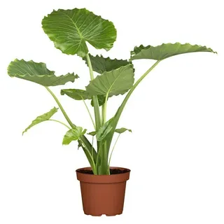 Piardino Elefantenohr  (Alocasia gageana, Topfgröße: 21 cm)