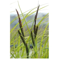 Carex acuta, Sumpf-Segge, ca. 9x9 cm Topf