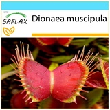 Saflax - Geschenkset - Venusfliegenfalle - 10 Samen - Mit Geschenkbox, Karte, Etikett und Blumenerde - Dionaea muscipula