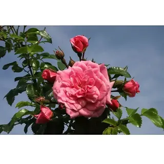 Bodendeckerrose  (Rosa 'Palmengarten Frankfurt' -R-, Topfvolumen: 4,5 l, Kräftig Rosa)