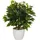 HJH Office Kunstpflanze Ficus II 65 cm
