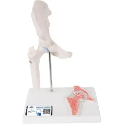 Mini Anatomie Modell Hüftgelenk, mit Querschnitt - 3B Smart Anatomy