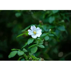 Pflanzen Für Dich Rosa multiflora, Vielblütige Rose, 60–100 cm