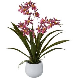 creativ-green Kunstblume Cambria-Orchidee, dunkelrosa, im Keramik-Topf, Höhe 50 cm