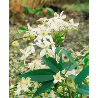 Pflanzen Für Dich Clematis armandii 'Snowdrift', immergrün, weiße Blüten,