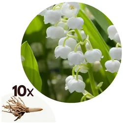 Plant in a Box - Maiglöckchen - 10 Stk - Convallaria 'Majalis' - Blumenzwiebeln - Weiß