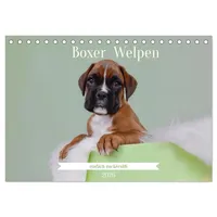 Calvendo Boxer Welpen einfach zuckersüß (Tischkalender 2026 DIN A5