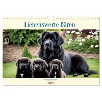 Calvendo Neufundländer - Liebenswerte Bären (Wandkalender 2026 DIN A4