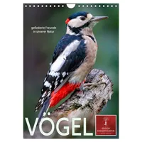 Calvendo Vögel - gefiederte Freunde in unserer Natur (Wandkalender