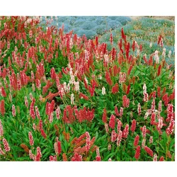Bistorta affinis 'Darjeeling Red', Teppichknöterich, rot, ca. 9x9 cm Topf